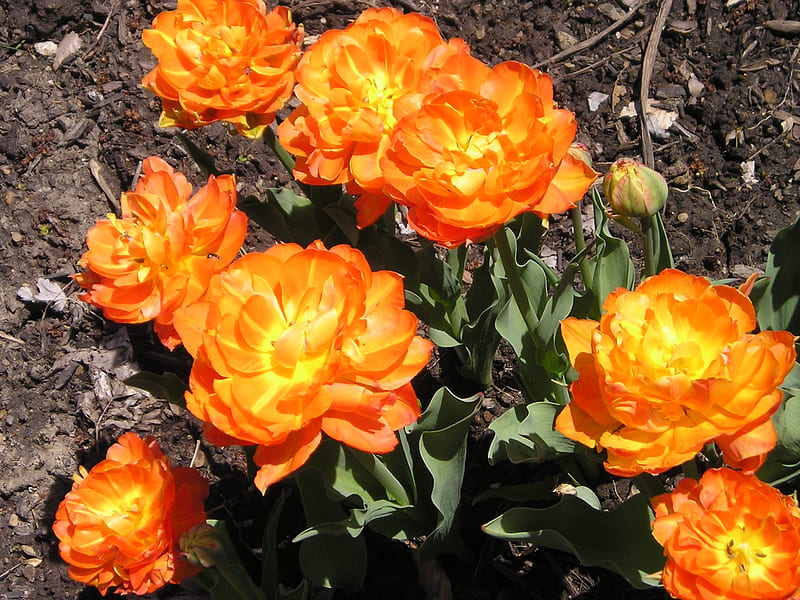Spring tulips, brecksville, Brecksvillekc, flowers, spring, tulips, HD wallpaper