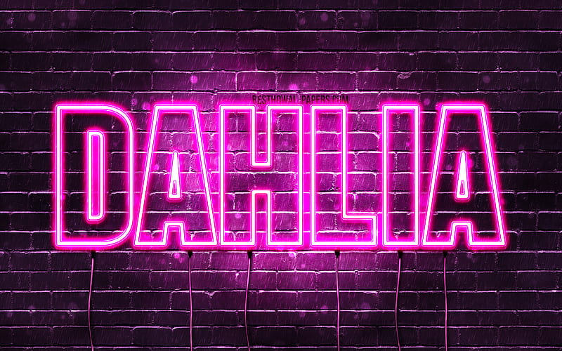Dahlia with names, female names, Dahlia name, purple neon lights, horizontal text, with Dahlia name, HD wallpaper