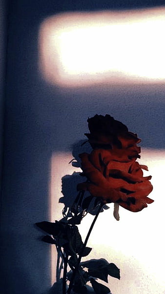 Isnt it aesthetic, amazing, redrose, rose, HD phone wallpaper | Peakpx
