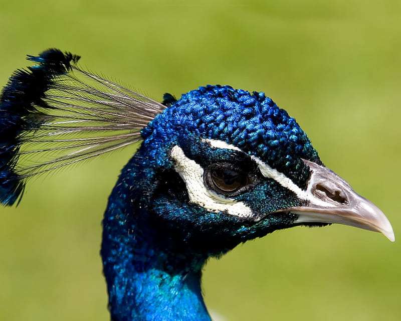 blue-peacock-head, head, peacock, birds, animals, blue, HD wallpaper