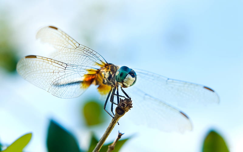 dragonfly-all kinds of insects, HD wallpaper