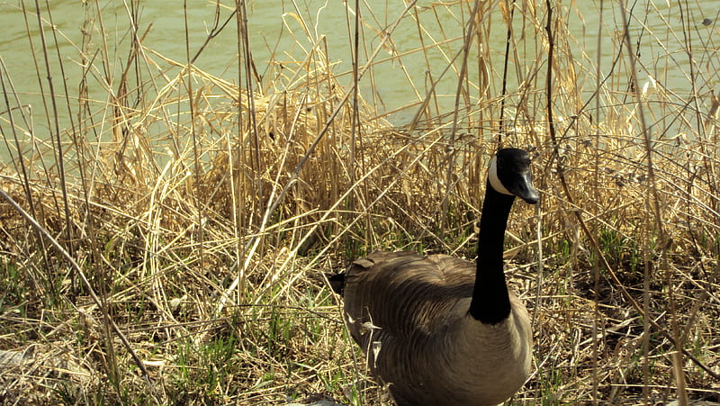 Canada 2024 goose canadienne