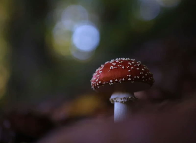 Poisonous mushroom, Botanics, mushroom, red, white, HD wallpaper