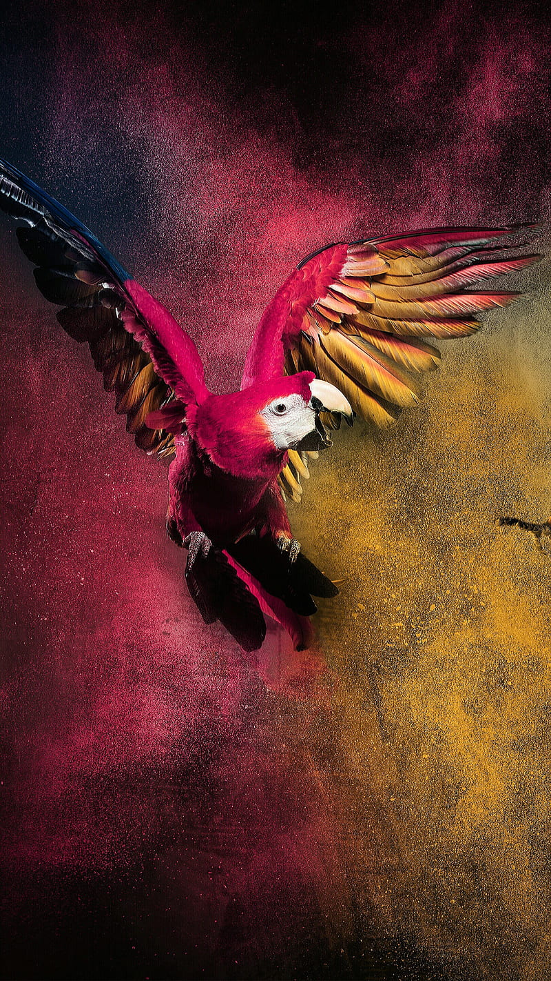 Parrot, bird, color, dust, fly, HD phone wallpaper