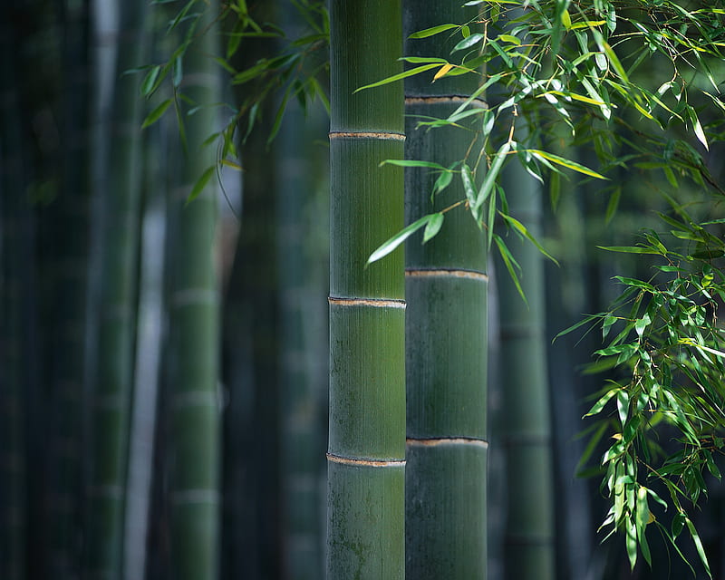 Bambú verde, hojas, verde, verano, naturaleza, bambú, Fondo de pantalla HD  | Peakpx