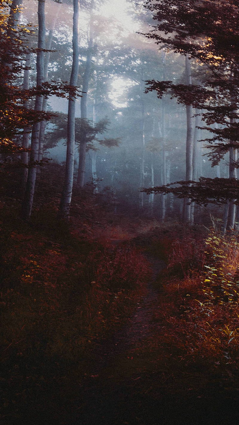 vertical, dark, forest, trees, nature, fall, plants, HD phone wallpaper