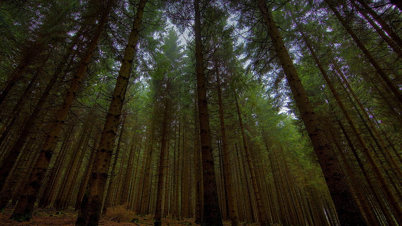 Worm's Eye View Of Trees In Forest Forest, HD wallpaper
