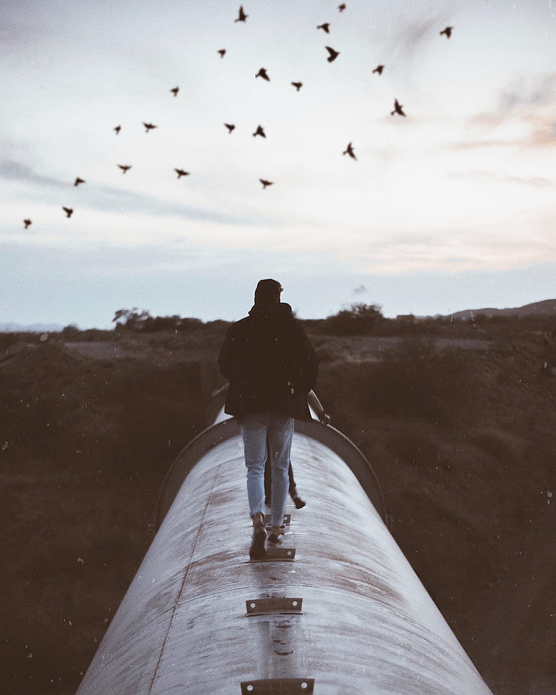 person standing on gray metal pipe under flying birds during daytime, HD phone wallpaper