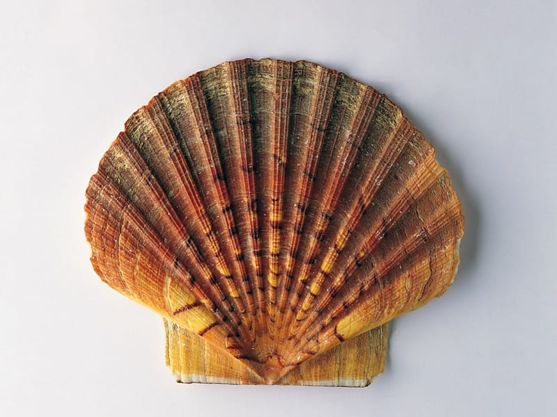 Seashell ~ Scallop, seashell, orange, ocean, scallop, nature, animal, sea, HD wallpaper
