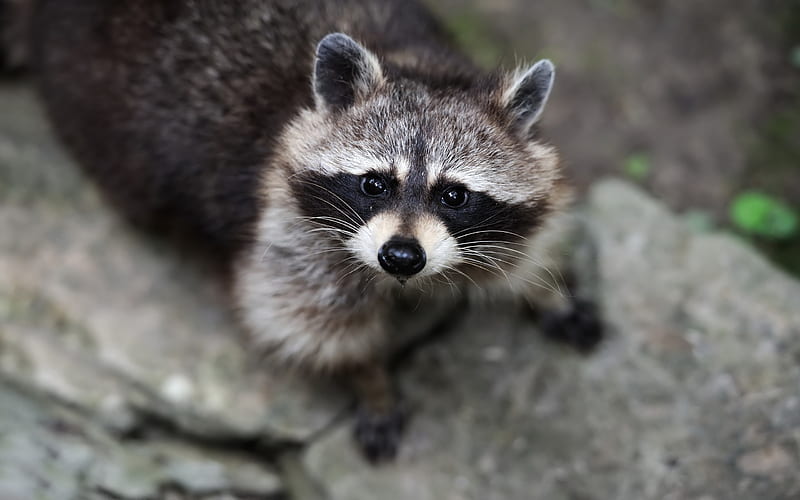 Raccoon, close up, gray, racoon, animals, HD wallpaper