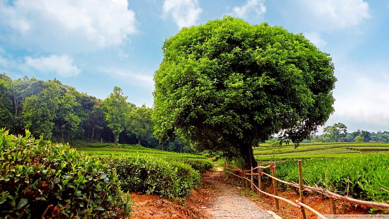 pathway in tea plantation, fence, pathway, fields, trees, clouds, HD wallpaper