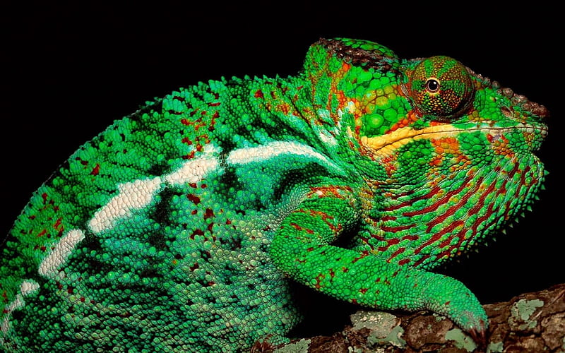 Chameleon, lizard, green, black, animal, reptile, HD wallpaper