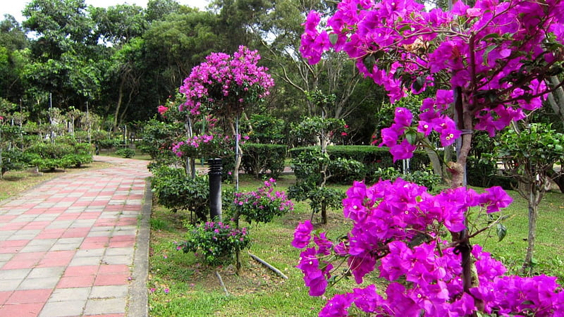 Beautiful Bougainvillea, bonito, flowers, park, Brightly colored, HD wallpaper