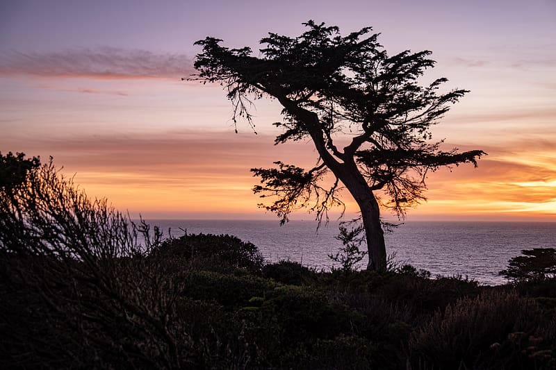 tree, sea, hill, grass, silhouettes, evening, HD wallpaper