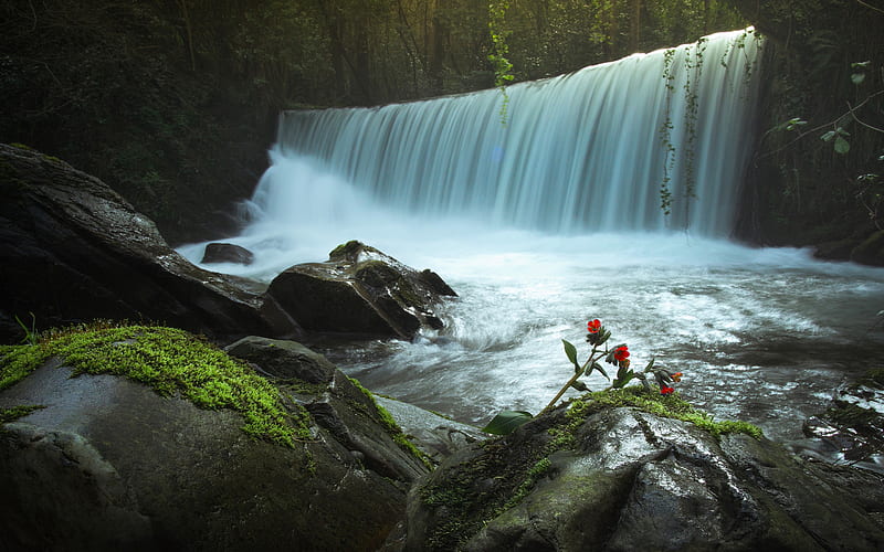 waterfall, forest, stones, water, red flowers, forest waterfall, environment, ecology, Protect Earth, HD wallpaper