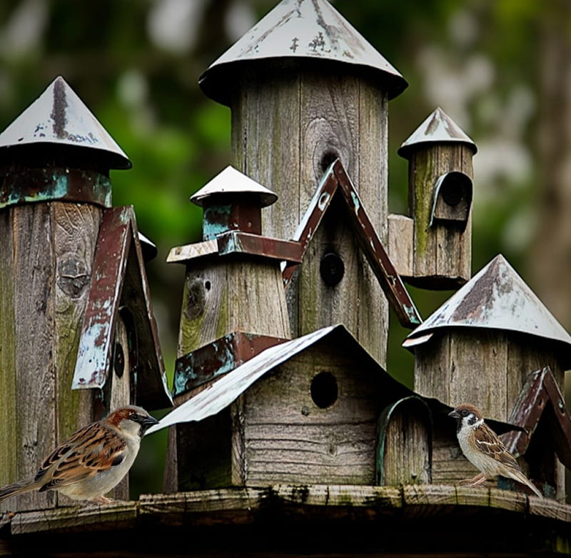 *Bird houses*, houses, birds, birdhouse, sparrows, woodwork, outdoor, HD wallpaper
