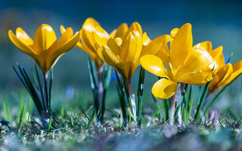 Crocuses, green, blue, crocus, flower, yellow, spring, primavara, HD wallpaper