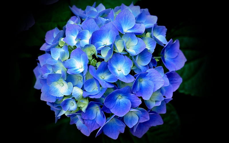 Hydrangea, background, flower, black, spring, blue, HD wallpaper