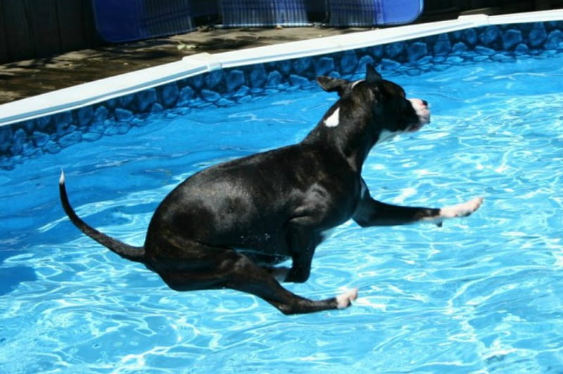 Ta Da! This is how Tyson jumps in the pool, cute, funny, dogs, tyson, HD wallpaper