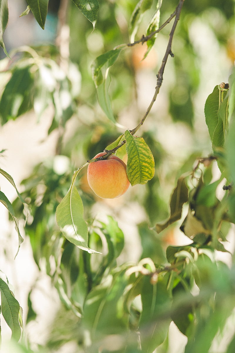 apricot, fruit, ripe, yellow, branches, HD phone wallpaper