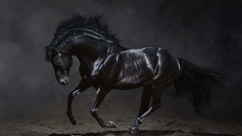 Black Horse With Background Of Gray And Black Horse, HD wallpaper