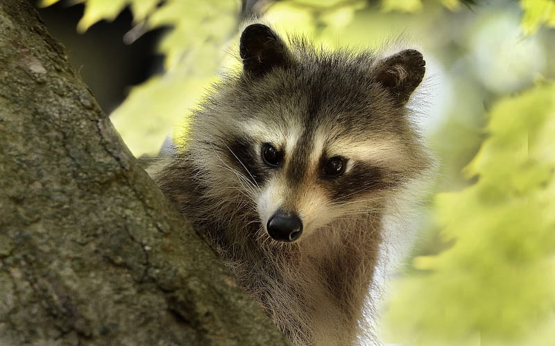 Raccoon, graphy, nature, animal, raccon, HD wallpaper | Peakpx