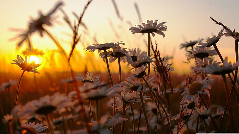 daisies at sunset-Colorful-Flowers, HD wallpaper