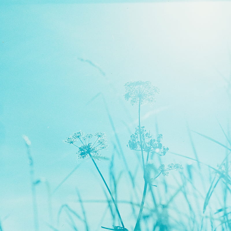 grass, plant, inflorescences, blue, HD phone wallpaper
