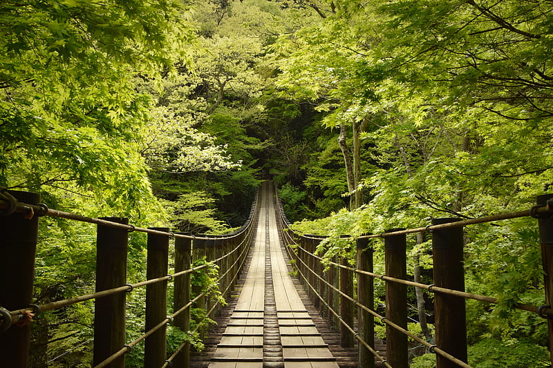 Bridge, trees, forest, nature, green, HD wallpaper | Peakpx