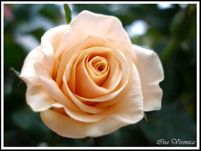Creamy soft colored peach rose, breathtaking, flawless, gorgeous, fantastic, HD wallpaper