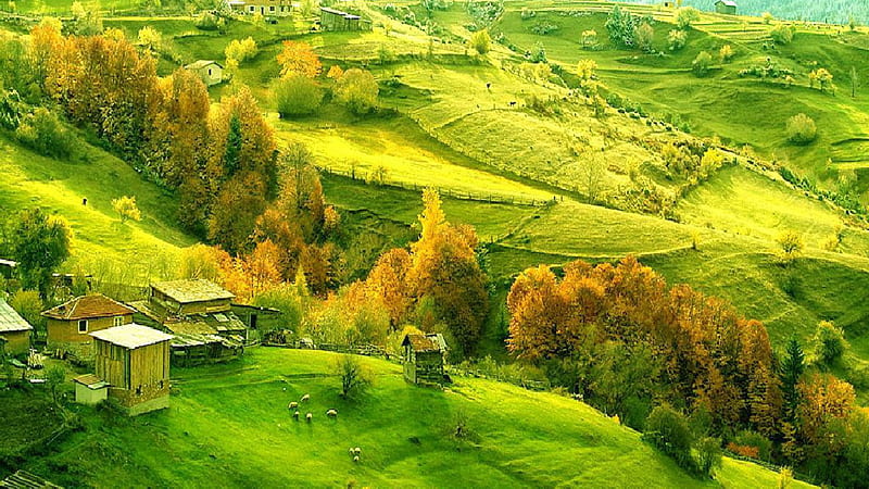 Aerial View Of Green Grass Slope Field Yellow Green Leafed Autumn Trees Huts Scenery Village Nature, HD wallpaper