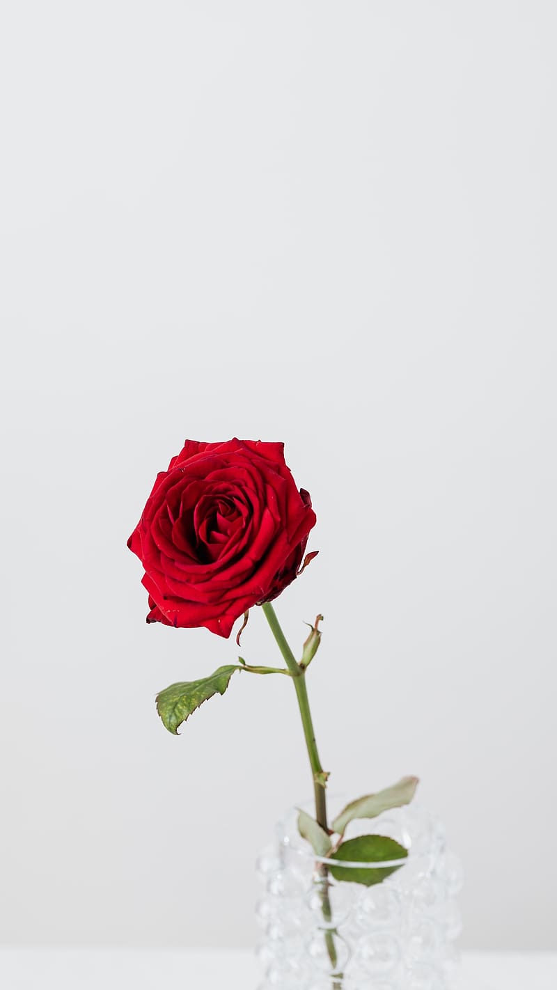 Hình ảnh hoa hồng đỏ trên nền trắng sẽ đánh thức những cảm xúc tươi trẻ và lãng mạn trong bạn. Hãy tìm hiểu những bức ảnh tuyệt đẹp liên quan đến các loài hoa tươi sáng, tươi mát nhất ngay bây giờ!