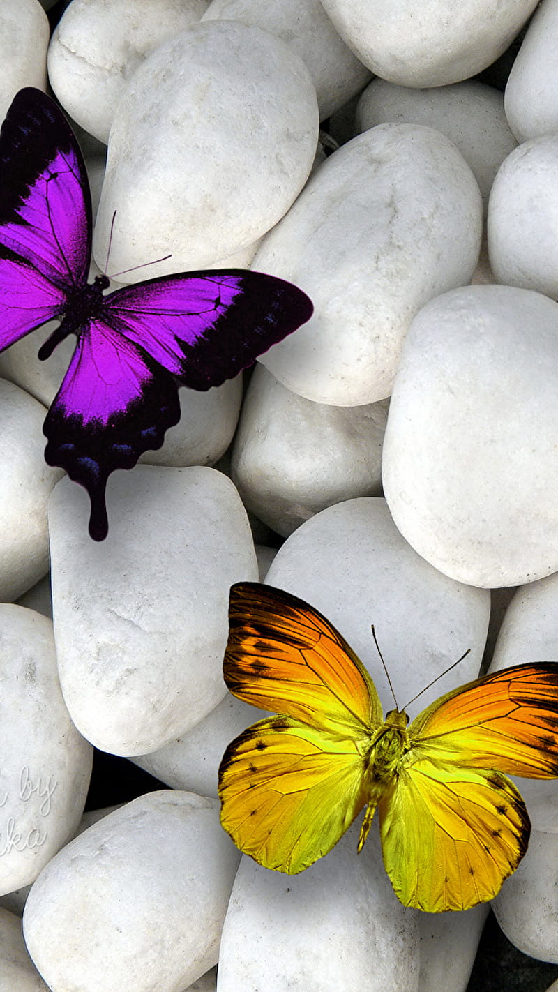 butterflys, butterflies, cute, purple, wings, yellow, HD phone wallpaper