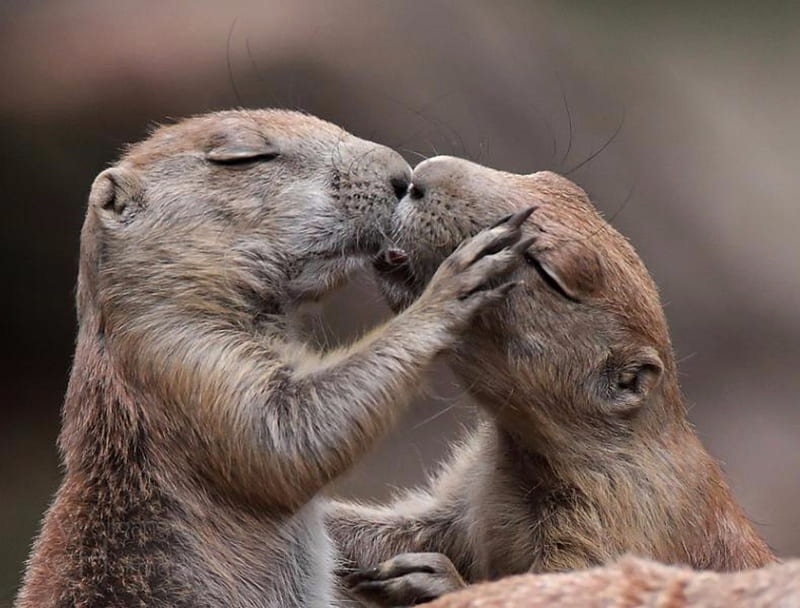 Chipmunk Kiss, Paws, Kiss, Chipmuck, Rodents, Animals, HD wallpaper ...