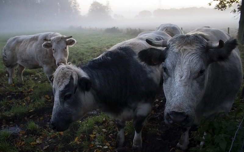 cows, pasture, morning, field, fog, HD wallpaper