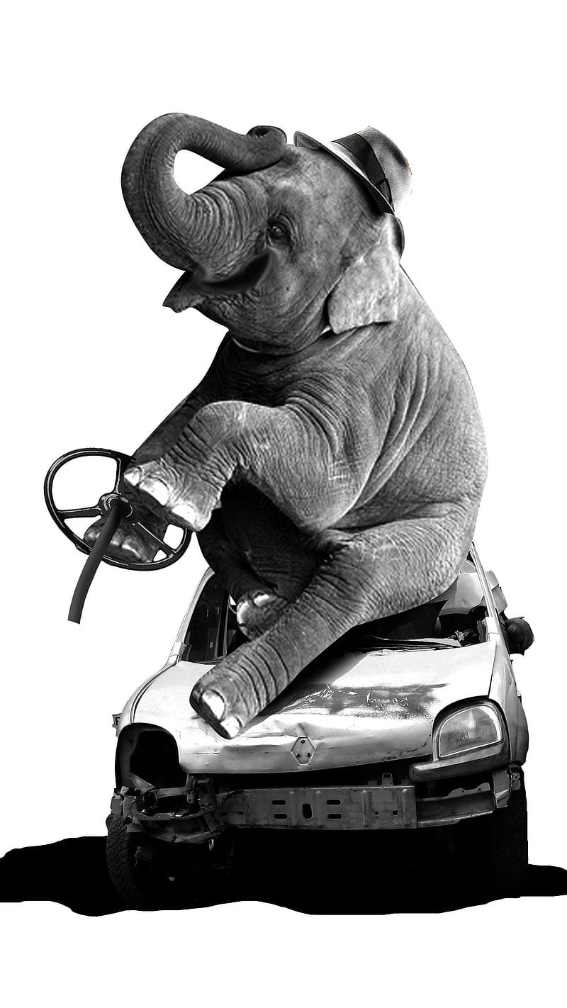 Drunk Elephant, Ali, accident, animal art, black and white, car, drink, drive, funny, trunk, HD phone wallpaper