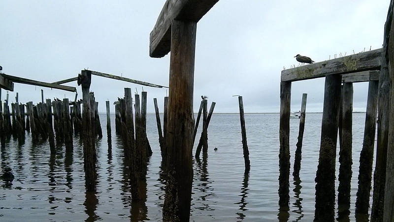 Dead Trees at Low Tide, II, pilings, ocean, pier, cape cod, atlantic, sea, HD wallpaper