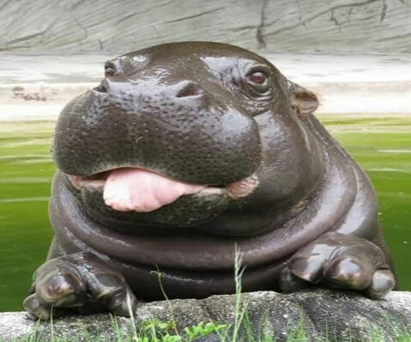 Baby Hippo, Baby, Water, Cute, Funny, Tongue, Hippo, HD wallpaper | Peakpx