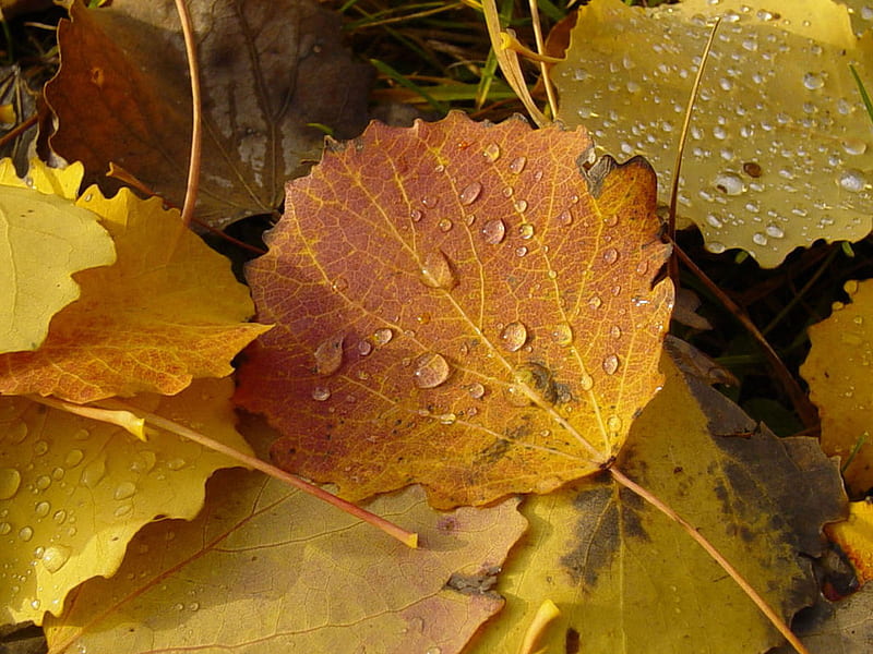 poplar-autumn-leaves, autumn, leaves, water, cloud, forces, yellow, nature, HD wallpaper