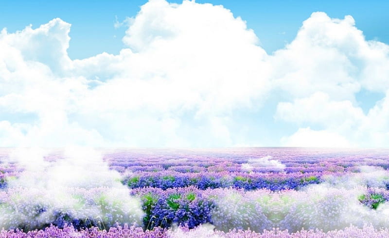 Kiss from Heaven, flowers, nature, clouds, sky, field, HD wallpaper