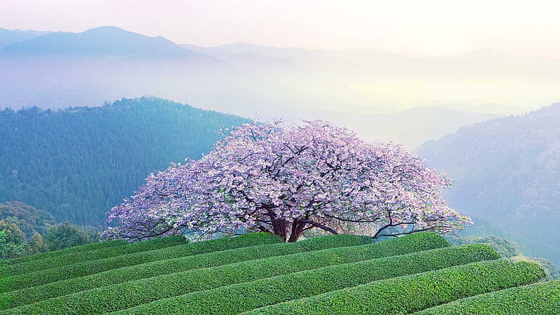 Sakura Tree, sakura, Isshingyo, japanese, cherry blossom, tree, japan, kumamato, flowers, nature, scenery, pink, HD wallpaper