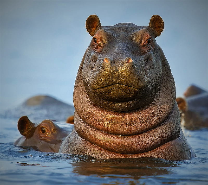 hippopotamus, animals, funny, pets, HD wallpaper
