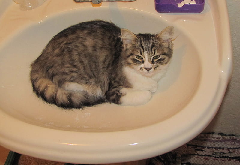 cat in the sink, sink, bathroom, funny, cat, household, HD wallpaper