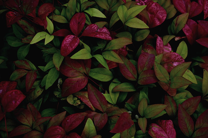 Red and Green Leaf Plants, HD wallpaper | Peakpx