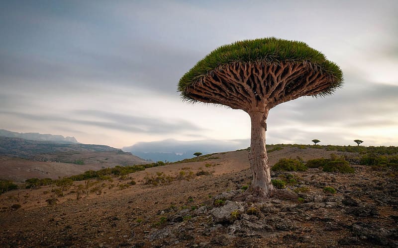 A lone dragon tree, Yemen Socotra Island, clouds, landscape, hills, sky, HD wallpaper
