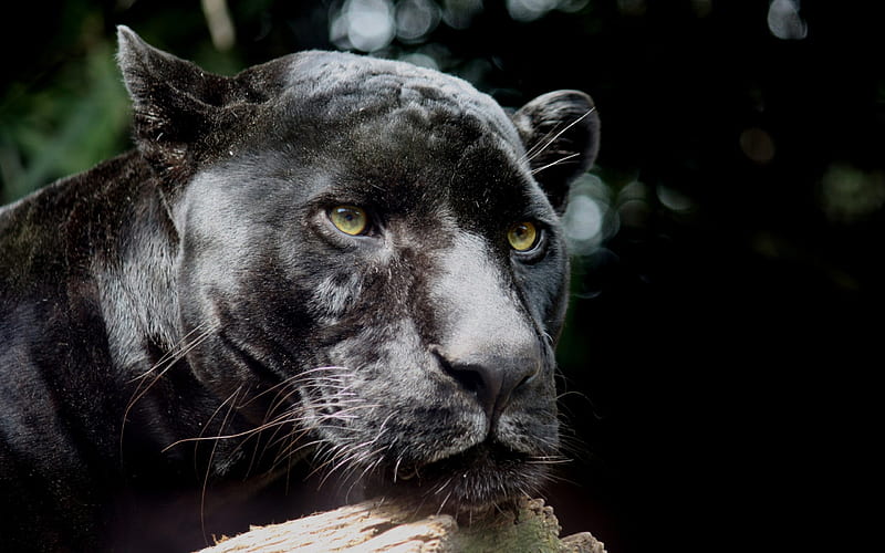 black panther, leopard, animal, Tiger art, female, male, angry cat, sumatra, cat, snow, cub, sister, jaguar big cats, HD wallpaper