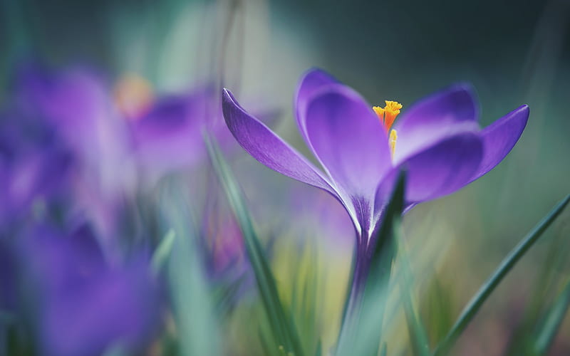 Crocuses, purple spring flower, blur, purple flowers, purple crocuses, HD wallpaper