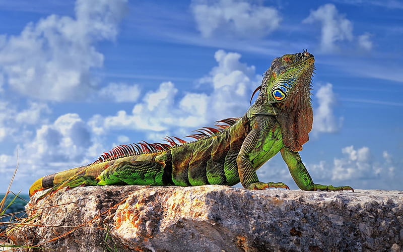 Green Iguana, pretty, lizard, Iguana, Green, HD wallpaper