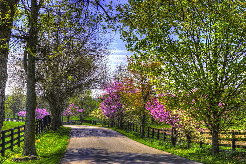 Spring Road, fence, bloom, grass, redbuds, yellow, bonito, trees, sprintime, green, flowers, road, pink, HD wallpaper
