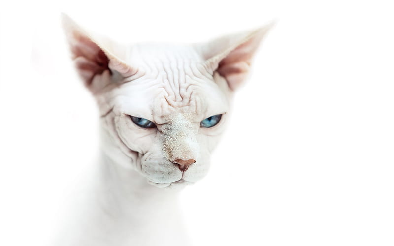 Sphynx, white cat, cute animals, funny cat, cats, white Sphynx, close-up, domestic cats, Sphynx cat, HD wallpaper